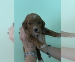 Puppy 1 Poodle (Standard)