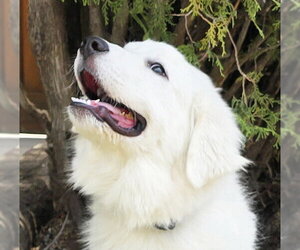 Great Pyrenees-Unknown Mix Dogs for adoption in Albuquerque, NM, USA