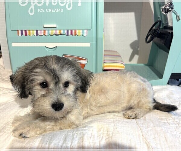 Medium Photo #4 Chonzer Puppy For Sale in MORENO VALLEY, CA, USA