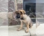 Small Photo #7 German Shepherd Dog Puppy For Sale in MOORESVILLE, NC, USA