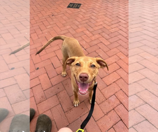 Medium Photo #2 Mutt Puppy For Sale in Greenville, SC, USA