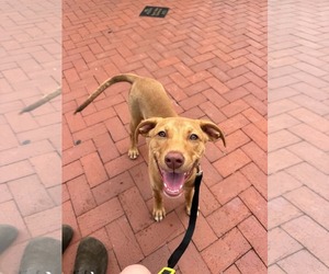 Clarabelle - Female Mutt Dog for Adoption - Photo #2