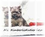 Small Photo #7 Yorkshire Terrier Puppy For Sale in LIPAN, TX, USA