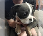 Small #1 Olde English Bulldogge
