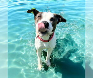 American Pit Bull Terrier-Unknown Mix Dogs for adoption in Glen Allen, VA, USA