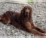 Small Photo #1 Irish Setter Puppy For Sale in SHEDD, OR, USA