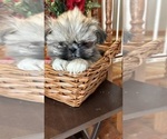 Small Photo #11 Shih Tzu Puppy For Sale in BRIDGETON, NJ, USA