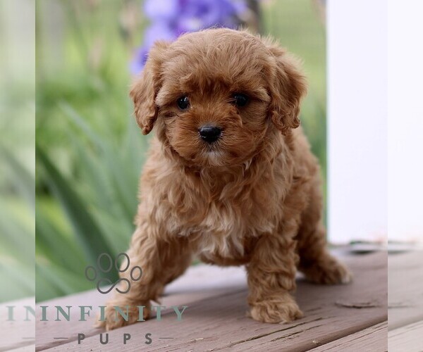 Medium Photo #4 Cavapoo (Miniature) Puppy For Sale in NEW HOLLAND, PA, USA