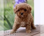 Small #3 Cavapoo (Miniature)