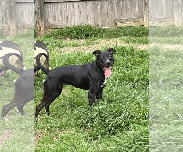 Medium Photo #1 Mutt Puppy For Sale in Jackson, MS, USA