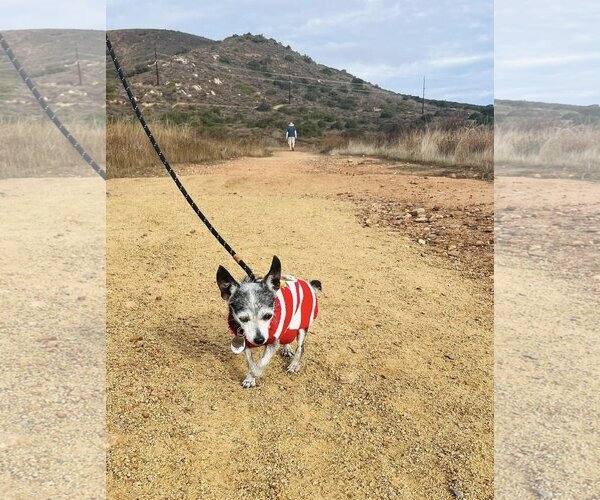 Medium Photo #4 Chihuahua Puppy For Sale in  Ramona, CA, USA
