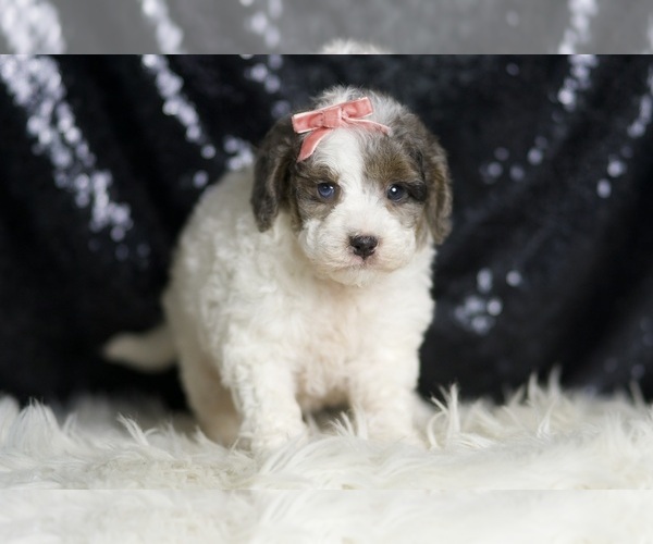Medium Photo #5 Goldendoodle (Miniature) Puppy For Sale in WARSAW, IN, USA
