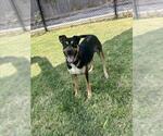 MR. ELECTRIC - Male Labrador Retriever-Unknown Mix Dog for Adoption - Small photo