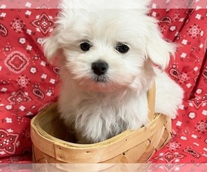 Maltese Puppy for sale in JONESTOWN, TX, USA