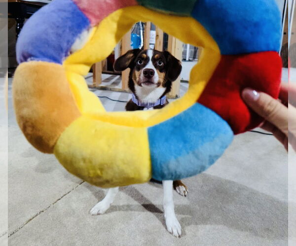 Medium Photo #4 Border-Aussie Puppy For Sale in Princeton, MN, USA