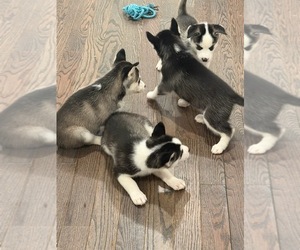 Siberian Husky Puppy for sale in PAWTUCKET, RI, USA