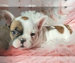Small Photo #1 French Bulldog Puppy For Sale in W LINN, OR, USA