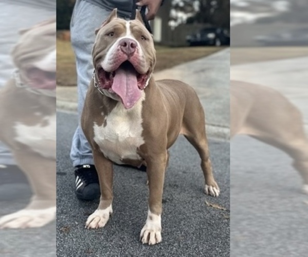 Medium Photo #1 American Bully Puppy For Sale in SNELLVILLE, GA, USA