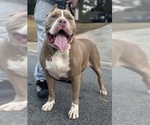 Small Photo #1 American Bully Puppy For Sale in SNELLVILLE, GA, USA