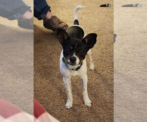 Rat-Cha Dogs for adoption in Great Bend, KS, USA