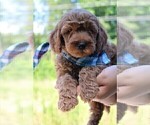 Small Photo #22 Goldendoodle Puppy For Sale in TIMBERLAKE, NC, USA