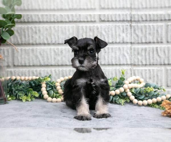Medium Photo #3 Schnauzer (Miniature) Puppy For Sale in BALTIC, OH, USA