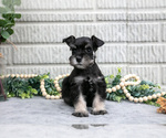 Small Photo #19 Schnauzer (Miniature) Puppy For Sale in BALTIC, OH, USA