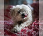 Small Photo #3 Maltipoo Puppy For Sale in HOUSTON, TX, USA