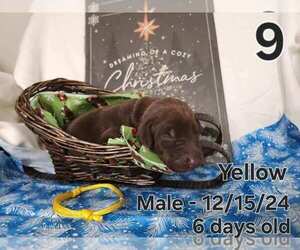 Doberman Pinscher Puppy for sale in CLINTON, OH, USA
