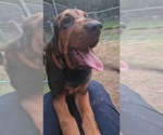 Small #4 Bloodhound