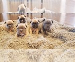 Small Photo #5 French Bulldog Puppy For Sale in FARMINGTON, MO, USA