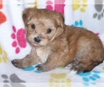 Small Photo #16 Morkie Puppy For Sale in ORO VALLEY, AZ, USA