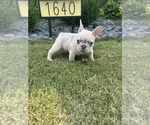 Image preview for Ad Listing. Nickname: Finnie