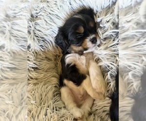 Cavalier King Charles Spaniel Puppy for sale in RIVERSIDE, CA, USA