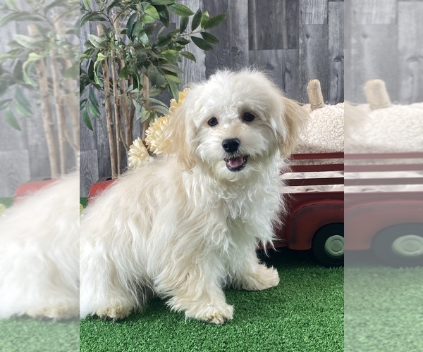 Medium Photo #4 Havanese Puppy For Sale in CANOGA, NY, USA