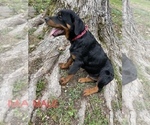 Small Photo #4 Rottweiler Puppy For Sale in COLUMBIA, TN, USA