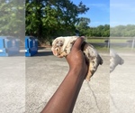 Small Photo #1 English Bulldog Puppy For Sale in GONZALES, LA, USA