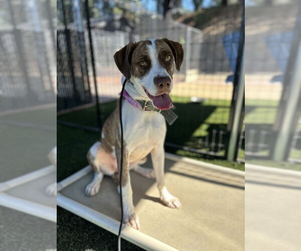 Medium Photo #3 Boxer Puppy For Sale in San Diego, CA, USA