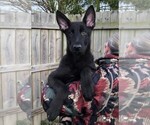 Small Photo #14 German Shepherd Dog Puppy For Sale in OSTRANDER, OH, USA