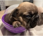 Puppy 2 French Bulldog