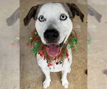 Small #16 Boxer-Catahoula Leopard Dog Mix