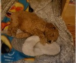 Small Photo #2 Poodle (Miniature) Puppy For Sale in PENSACOLA, FL, USA