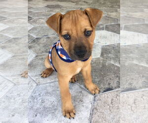 Huncho - Male Black Mouth Cur-Boxer Mix Dog for Adoption - Photo #10