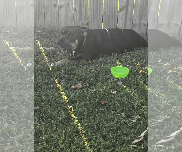 Medium Photo #1 American Bulldog-Unknown Mix Puppy For Sale in Virginia Beach, VA, USA