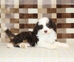 Hershey - Male Bernedoodle (Miniature) Puppy for Sale - Photo #2