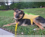 Small #13 German Shepherd Dog