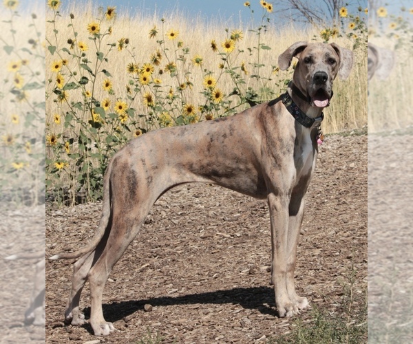 Medium Photo #1 Great Dane Puppy For Sale in EAGLE MOUNTAIN, UT, USA