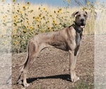 Small Photo #1 Great Dane Puppy For Sale in EAGLE MOUNTAIN, UT, USA