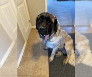 Mastiff Dogs for adoption in Edmond, OK, USA