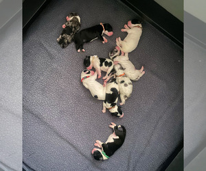 Sheepadoodle Puppy for sale in MORENO VALLEY, CA, USA
